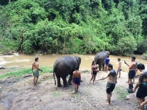 Mudplay with Elephants