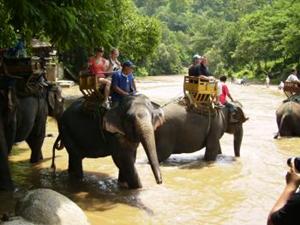 Elephant ride, Buddy Tours Chiang Mai, Thailand
