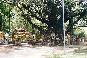 Bhodi (poe) Tree in Chiang Mai