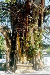 Bo Tree, Wat U_Mong, Chiang Mai, Thailand