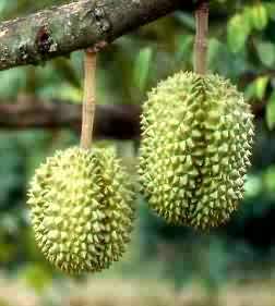 Durian, Chiang Mai, Thailand