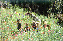 Poppy plantation in Chiang Mai