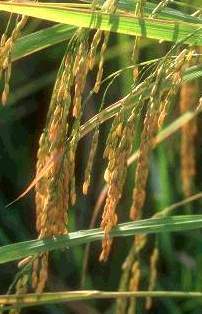 Rice in Chiang Mai