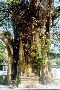 Bo Baum, Wat U-Mong Therachan, Chiang Mai, Thailand