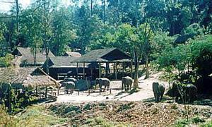 Mae Sa Elefanten Camp, Chiang Mai, Thailand