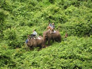Elephant riding through the jungle of