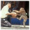 Monkey Show at Monkey Center Chiang Mai