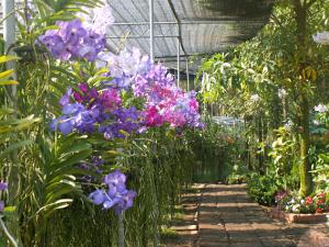 Orchid and butterfly farm in