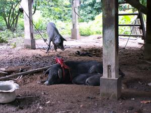 Pigs in hilltribe village in