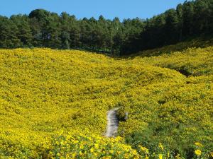 Thung Bua Thong (Golden "Bua" flower field