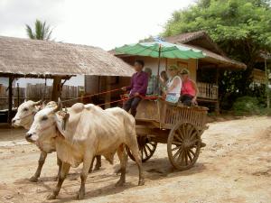 Oxcart ride