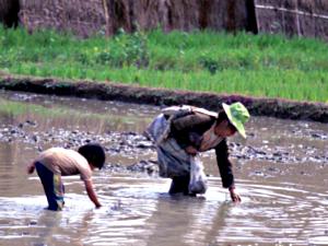 Rice planting