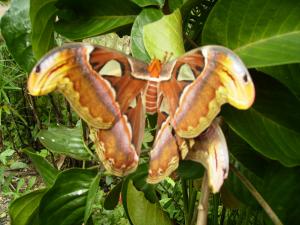 Nocturnal butterfly at orchid and butterfly farm