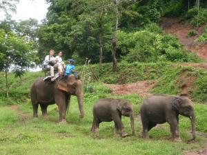 Elephant ride