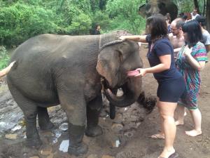 Elephant bathing