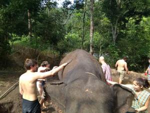 Elephant bathing