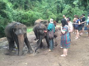 Elephant bathing