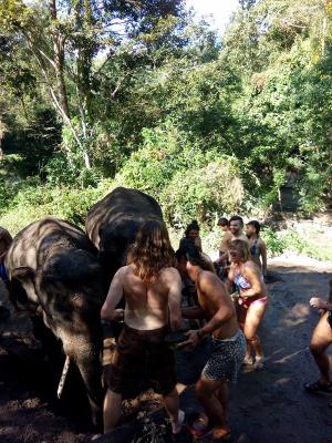 Elephant bathing