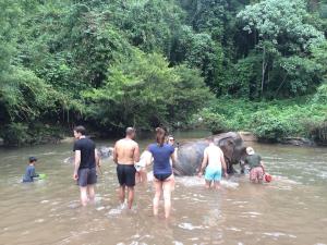 Elephant bathing