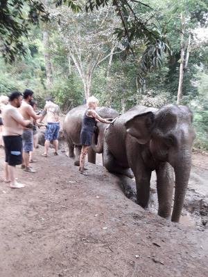 Elephant bathing