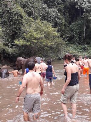 Elephant bathing