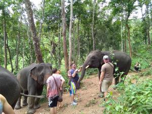 Playing with Elephants