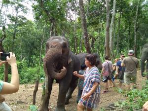 Playing with elephants