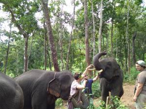 Playing with Elephants