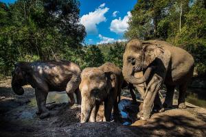 Elephants in mud