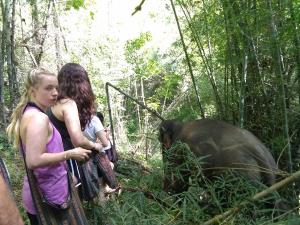 Walking with elephants