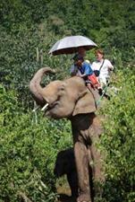 Elephant Ride, Buddy Tours, Chiang Mai