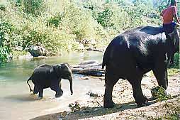 Baby Elephant, Chiang Mai, Thailand