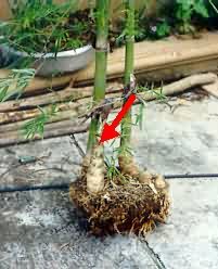 Bamboo Shoot, Chiang Mai, Thailand