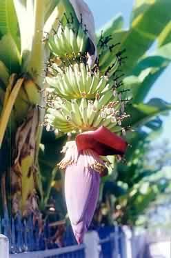 Banana Flower, Chiang Mai, Thailand