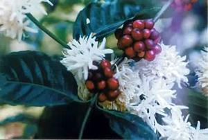 Coffee Flowers, Chiang Mai, Thailand