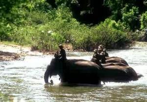 Elephants, Chiang Mai, Thailand