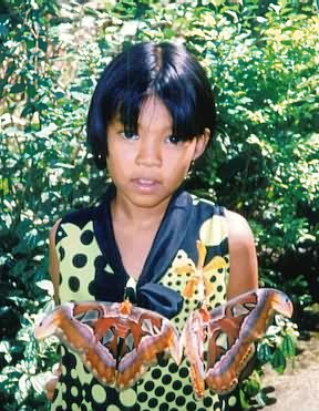 Nocturnal Butterfly, Chiang Mai, Thailand