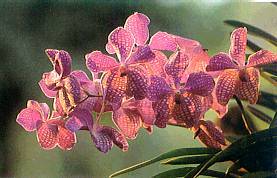 Orchids, Chiang Mai, Thailand