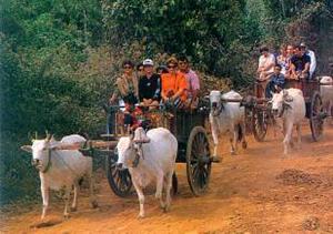 Oxcart Ride, Chiang Mai, Thailand