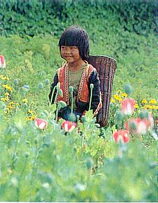 Poppy plantation in Chiang Mai