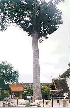 Guardian Tree, Chiang Mai, Thailand