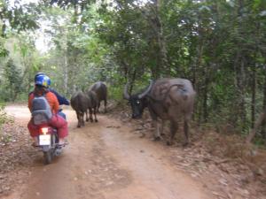 Passing water buffalos