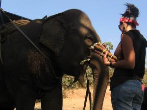 Feeding an elephant