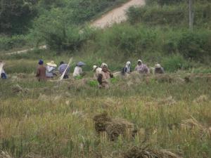 Rice harvest in the mountains