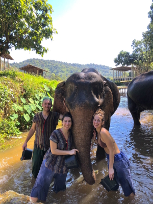 Bathing elephants in Chiang Mai, Thailand 