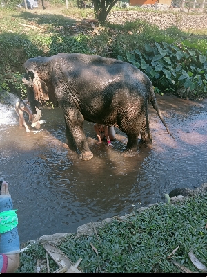 Elephant sanctuary in Chiang Mai