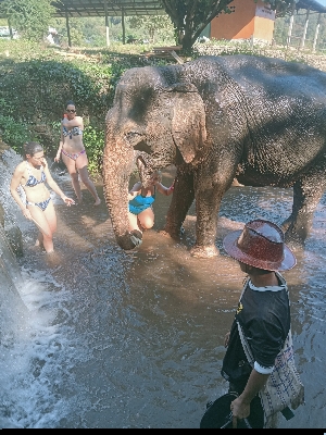 Playing with elephant in Chiang Mai