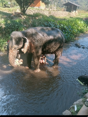 Playing with elephant in Chiang Mai