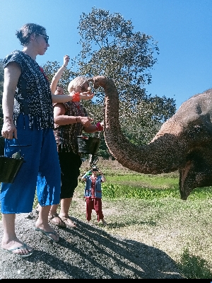 Elephant feeding in Chiang Mai