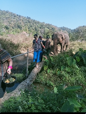 Walking with an elephant through the jungle